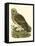Nozeman Owls I-Nozeman-Framed Stretched Canvas
