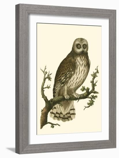 Nozeman Owls II-Nozeman-Framed Art Print