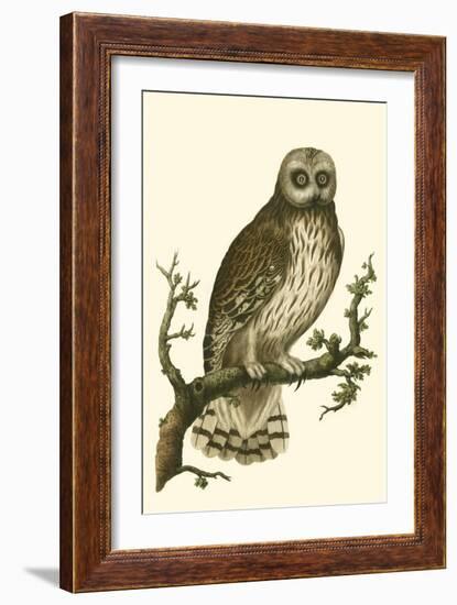 Nozeman Owls II-Nozeman-Framed Art Print