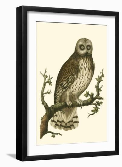 Nozeman Owls II-Nozeman-Framed Art Print