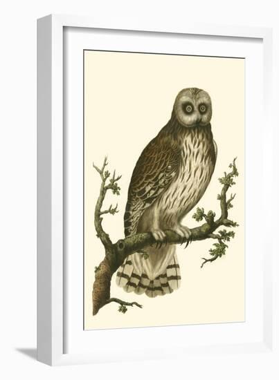 Nozeman Owls II-Nozeman-Framed Art Print