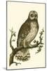 Nozeman Owls II-Nozeman-Mounted Art Print