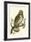 Nozeman Owls II-Nozeman-Framed Art Print