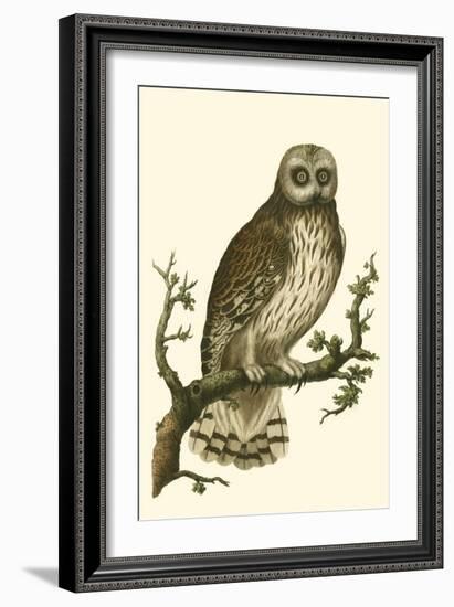 Nozeman Owls II-Nozeman-Framed Art Print
