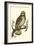 Nozeman Owls II-Nozeman-Framed Art Print