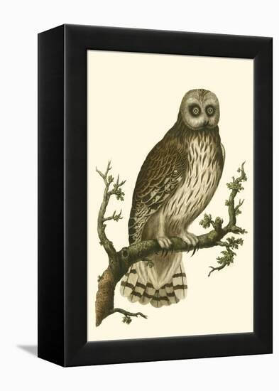 Nozeman Owls II-Nozeman-Framed Stretched Canvas