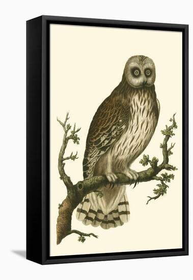 Nozeman Owls II-Nozeman-Framed Stretched Canvas