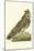 Nozeman Owls III-Nozeman-Mounted Art Print