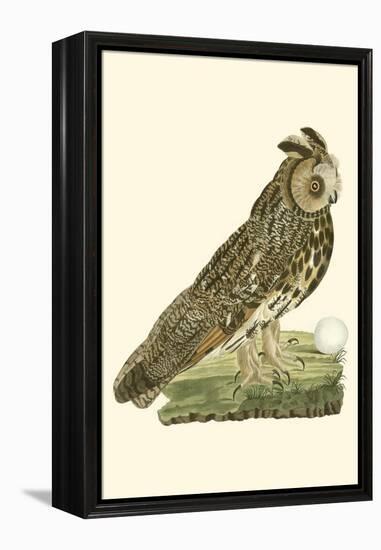 Nozeman Owls III-Nozeman-Framed Stretched Canvas