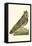 Nozeman Owls III-Nozeman-Framed Stretched Canvas