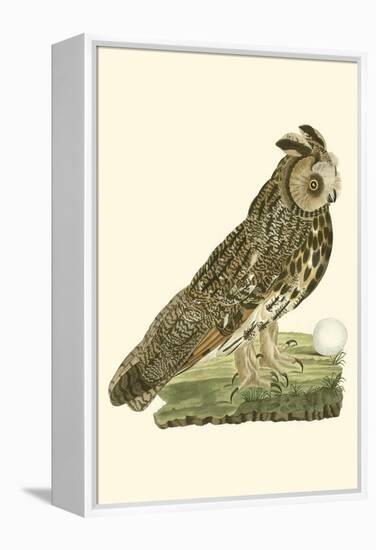 Nozeman Owls III-Nozeman-Framed Stretched Canvas