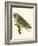 Nozeman Owls IV-Nozeman-Framed Art Print