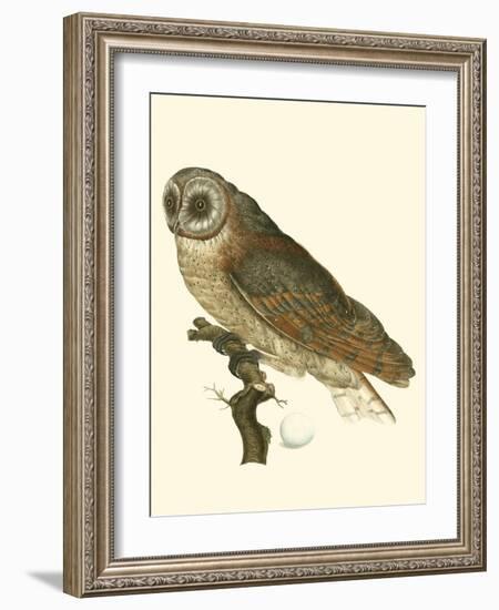 Nozeman Owls IV-Nozeman-Framed Art Print