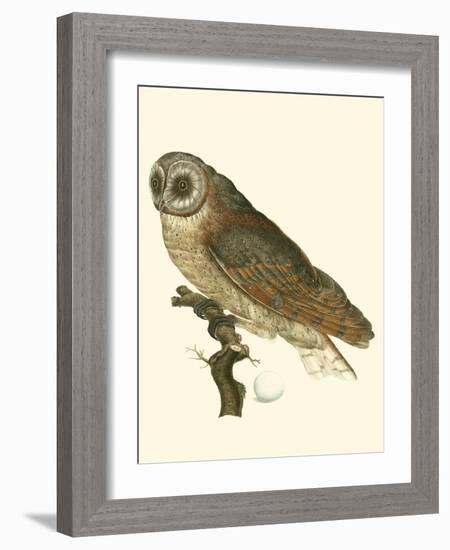 Nozeman Owls IV-Nozeman-Framed Art Print