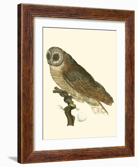 Nozeman Owls IV-Nozeman-Framed Art Print