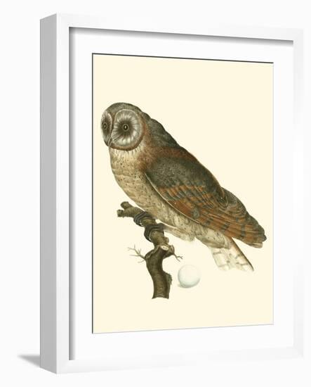 Nozeman Owls IV-Nozeman-Framed Art Print