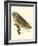 Nozeman Owls IV-Nozeman-Framed Art Print