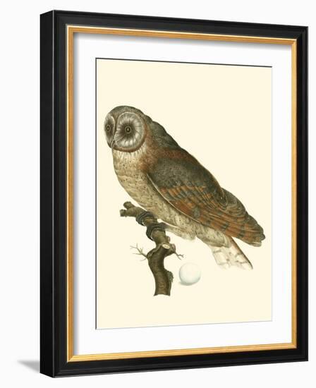 Nozeman Owls IV-Nozeman-Framed Art Print