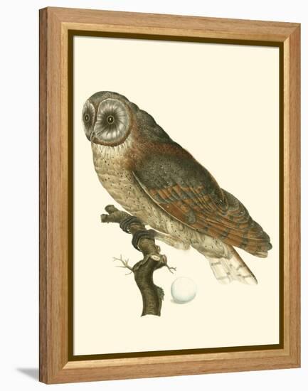 Nozeman Owls IV-Nozeman-Framed Stretched Canvas