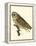 Nozeman Owls IV-Nozeman-Framed Stretched Canvas