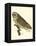 Nozeman Owls IV-Nozeman-Framed Stretched Canvas