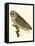 Nozeman Owls IV-Nozeman-Framed Stretched Canvas