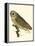 Nozeman Owls IV-Nozeman-Framed Stretched Canvas