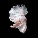 Betta Fish,Siamese Fighting Fish in Movement Isolated on Black Background-Nuamfolio-Photographic Print