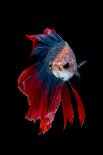 Colourful Betta Fish,Siamese Fighting Fish in Movement Isolated on Black Background.-Nuamfolio-Photographic Print