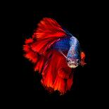 Colourful Betta Fish,Siamese Fighting Fish in Movement Isolated on Black Background.-Nuamfolio-Photographic Print