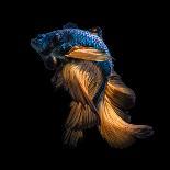 Betta Fish,Siamese Fighting Fish in Movement Isolated on Black Background-Nuamfolio-Photographic Print