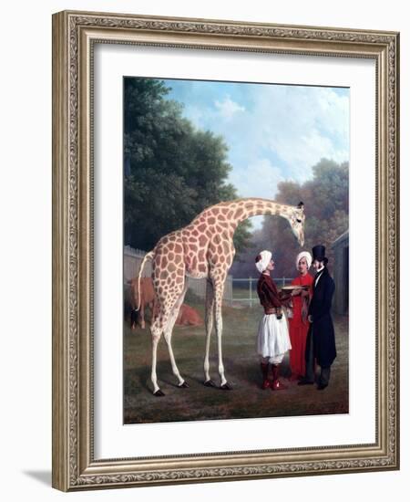 Nubian Giraffe-Jacques-Laurent Agasse-Framed Giclee Print