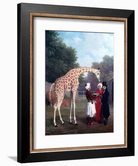 Nubian Giraffe-Jacques-Laurent Agasse-Framed Giclee Print