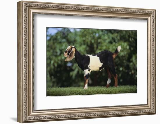 Nubian Goat-DLILLC-Framed Photographic Print