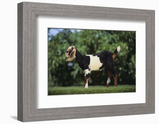 Nubian Goat-DLILLC-Framed Photographic Print