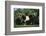 Nubian Goat-DLILLC-Framed Photographic Print