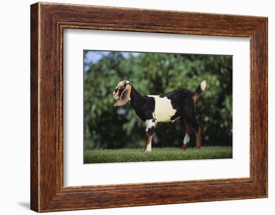 Nubian Goat-DLILLC-Framed Photographic Print