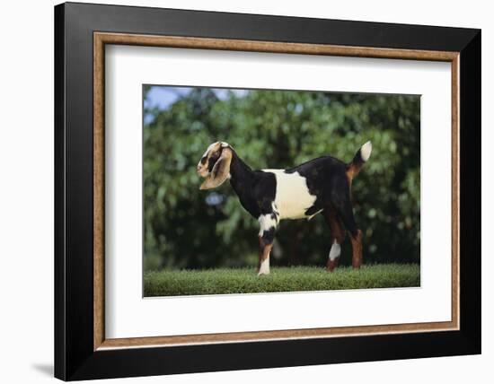 Nubian Goat-DLILLC-Framed Photographic Print