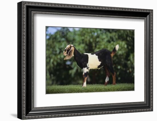 Nubian Goat-DLILLC-Framed Photographic Print