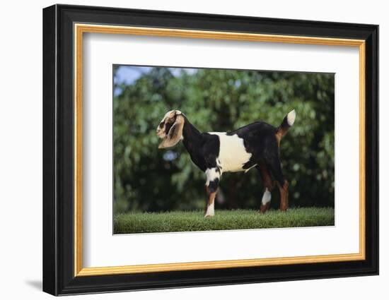 Nubian Goat-DLILLC-Framed Photographic Print