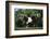 Nubian Goat-DLILLC-Framed Photographic Print