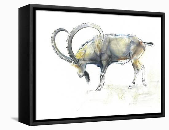 Nubian Ibex, 2008-Mark Adlington-Framed Premier Image Canvas