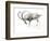 Nubian Ibex, 2008-Mark Adlington-Framed Giclee Print