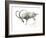 Nubian Ibex, 2008-Mark Adlington-Framed Giclee Print