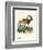 Nubian Ibex-null-Framed Premium Giclee Print