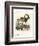 Nubian Ibex-null-Framed Premium Giclee Print