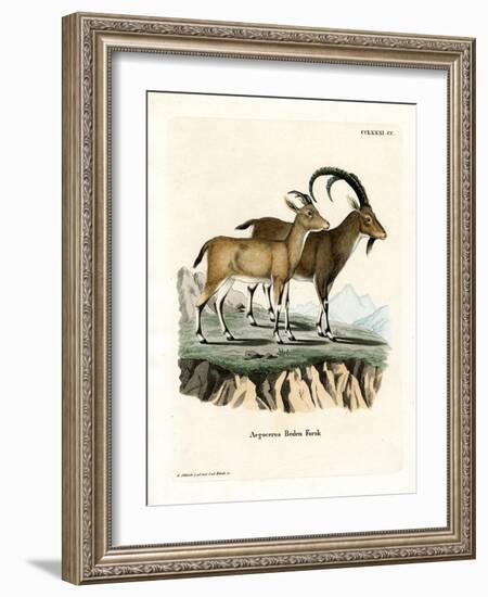 Nubian Ibex-null-Framed Giclee Print