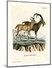 Nubian Ibex-null-Mounted Giclee Print