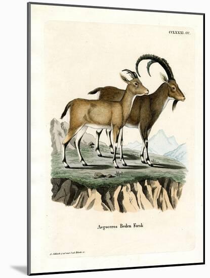 Nubian Ibex-null-Mounted Giclee Print