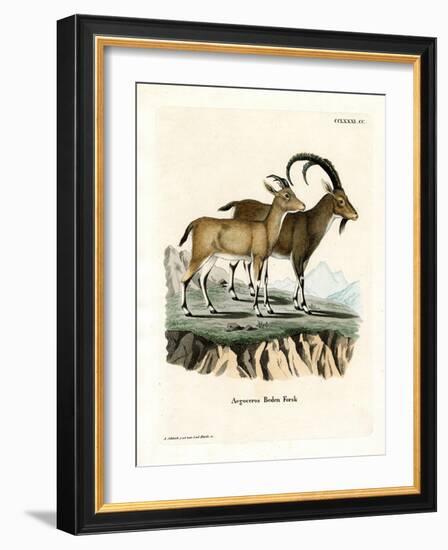 Nubian Ibex-null-Framed Giclee Print